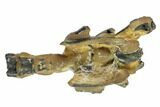Fossil Mud Lobster (Thalassina) - Australia #95776-3